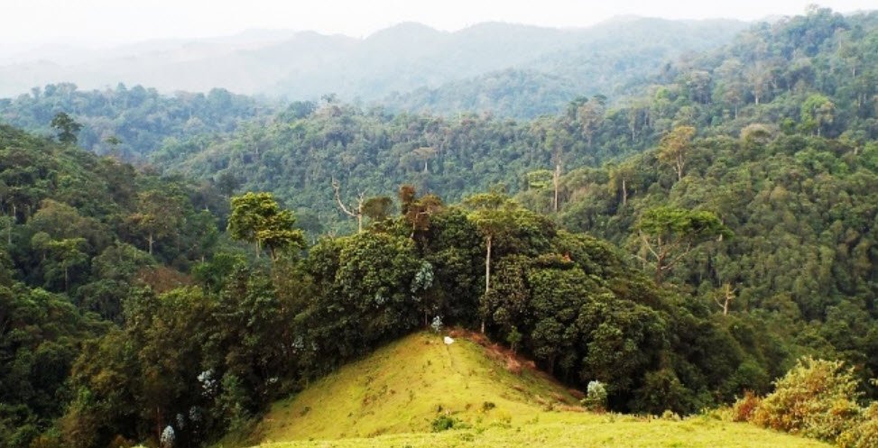 Gishwati-Mukura National Park, Rutsiro & Ngororero, Western Province, Rwanda